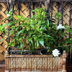 19th Century French Cast Iron Jardinière Planter ~ No 1