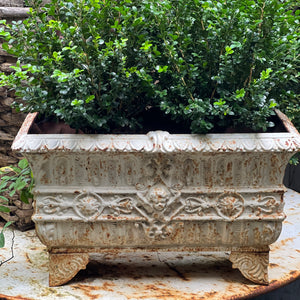 French Cast Iron Jardinerie ~ Cream Patina