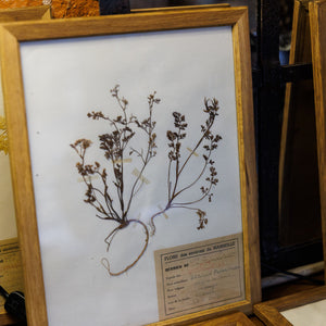 Original Framed French Botanicals ~ 1940's