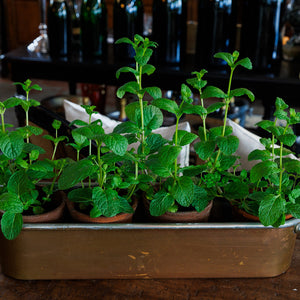 Antique French Copper Poacher ~ No 80