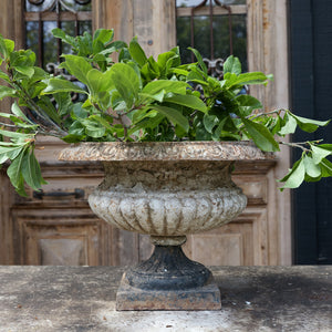 Gorgeous Chubby 19th Century French Urn - No 21