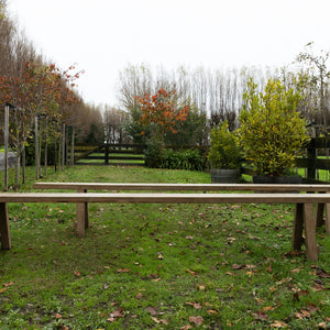 XL Vintage French Oak Bench Seats