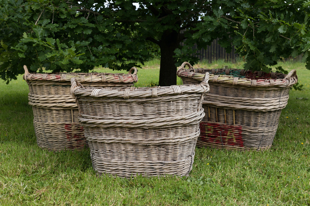 French Champagne Grape Picking Baskets