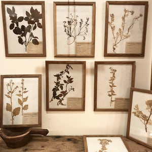 French Botanical Frames