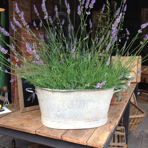 Potted Lavender & Topiary Trees In French Zinc