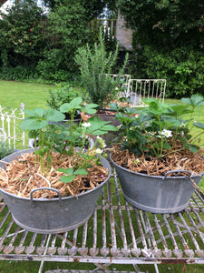 Potted Lavender & Topiary Trees In French Zinc