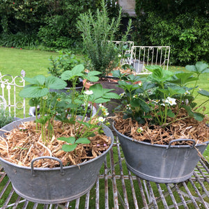 Potted Lavender & Topiary Trees In French Zinc