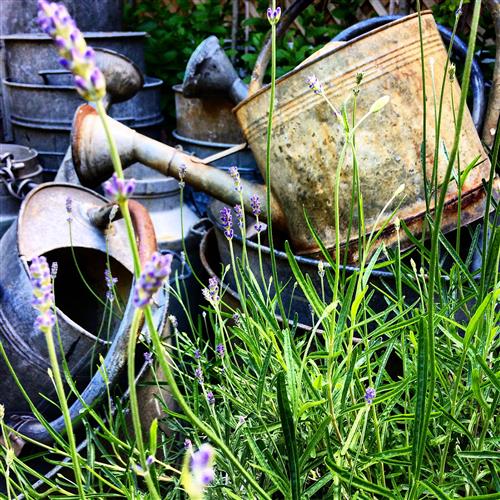 French Watering Cans