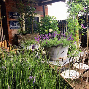 Grosso Lavender In French Zinc