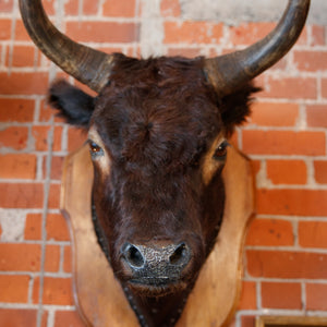 Spanish Matador Trophy