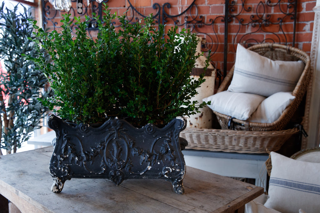 French Iron Jardinere - Black Patina