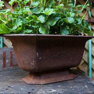 French Cast Iron Planter