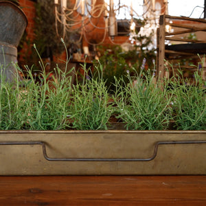 French Brass Fish Poacher